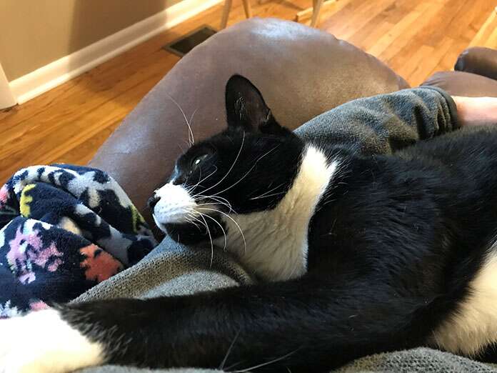 kitty2