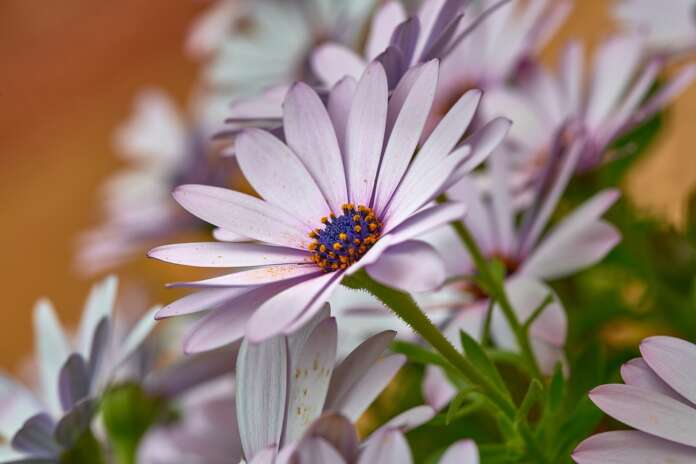 flower-7167287_960_720