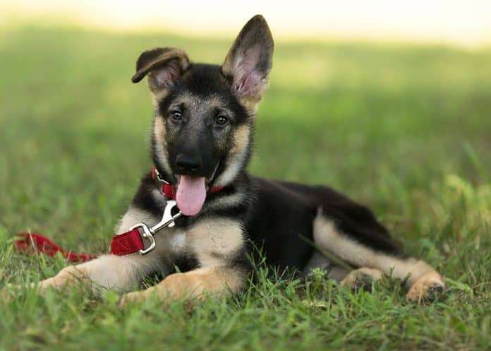 dog